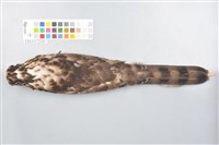 鳳頭蒼鷹藏品圖，第11張